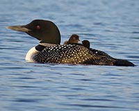 Common Loon